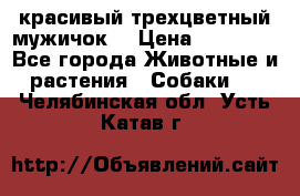 красивый трехцветный мужичок  › Цена ­ 10 000 - Все города Животные и растения » Собаки   . Челябинская обл.,Усть-Катав г.